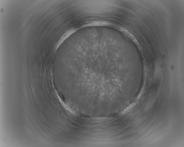 X0000073721425200608241221