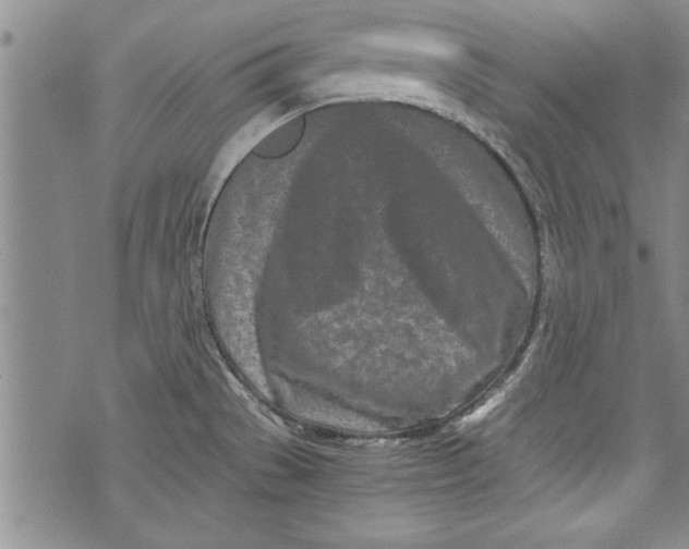 X0000073721529200608241219