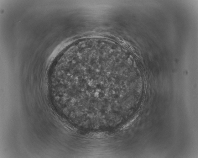 X0000073720295200608311826