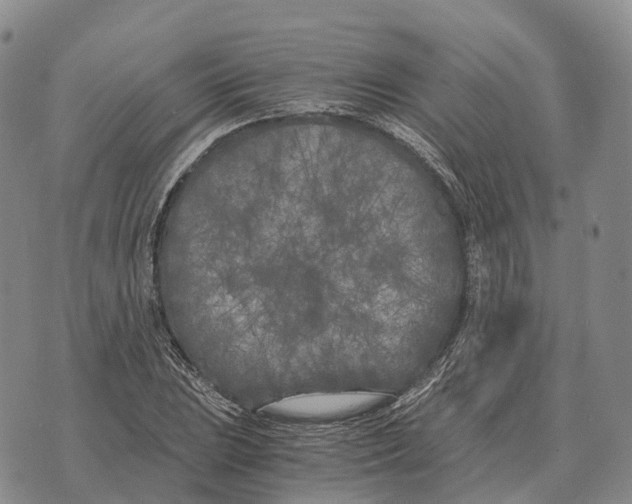 X0000073721023200608311814