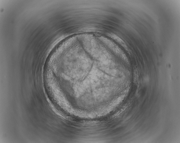 X0000073721039200608311814