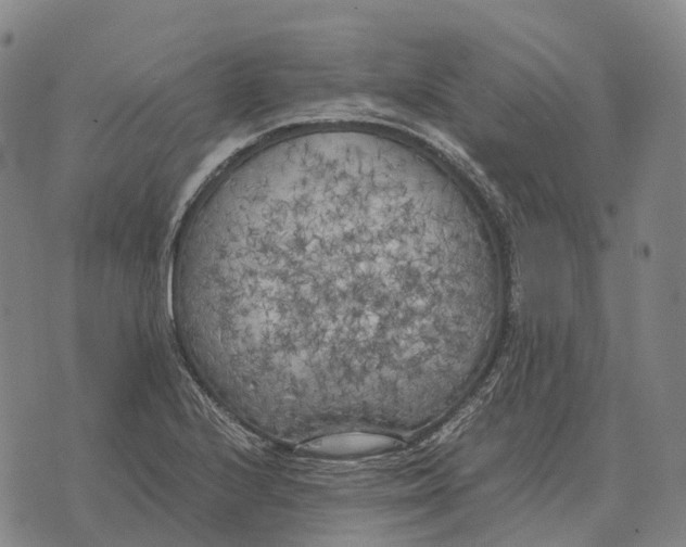 X0000073721224200608311811