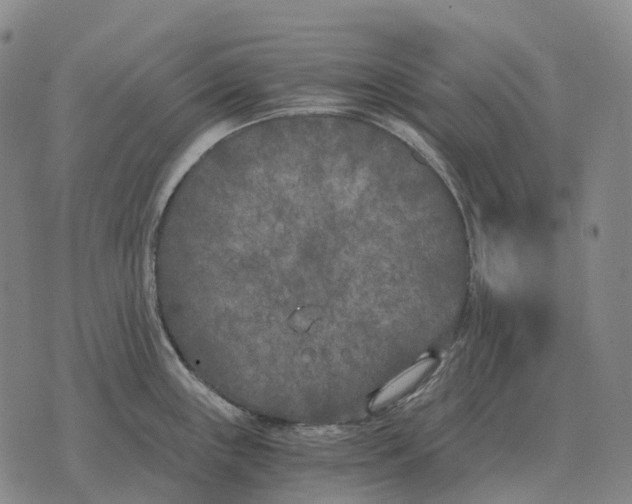 X0000073721243200608311811