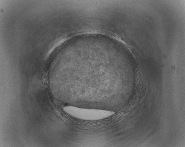 X0000073721255200608311811