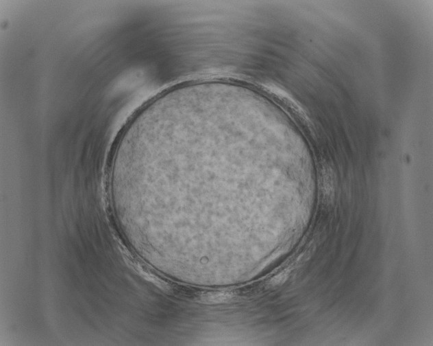 X0000073721278200608311810