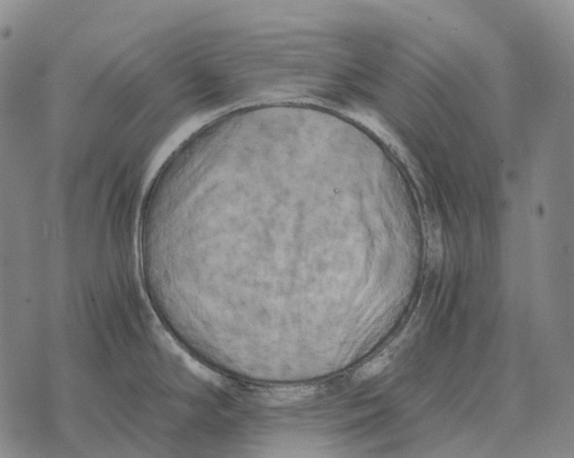 X0000073721294200608311810