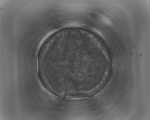 X0000073721323200608311810