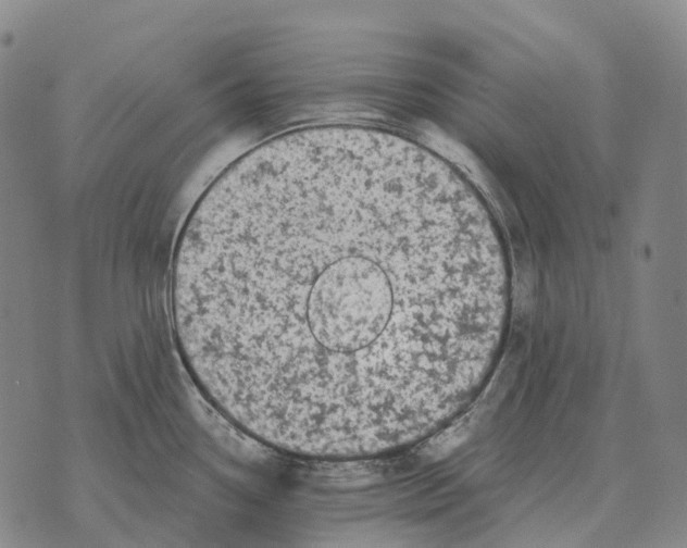 X0000073721338200608311810