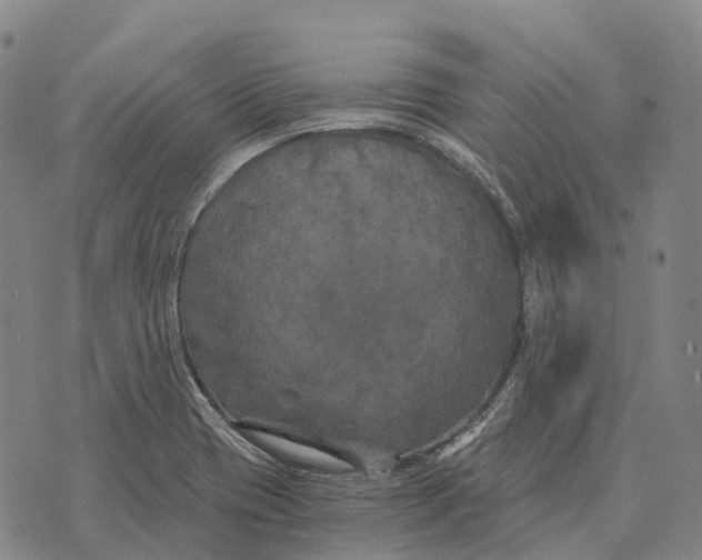 X0000073721417200608311808