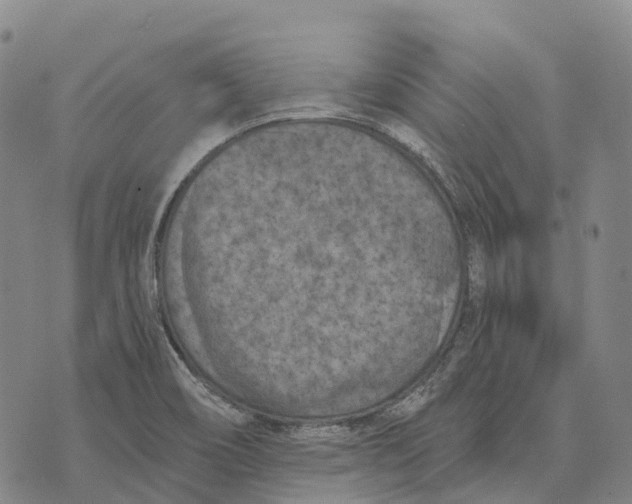 X0000073721466200608311807