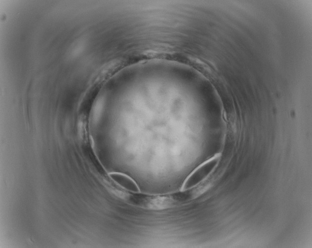 X0000073730527200608031333