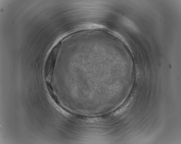 X0000073730843200608171227