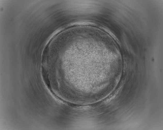 X0000073730853200608171227