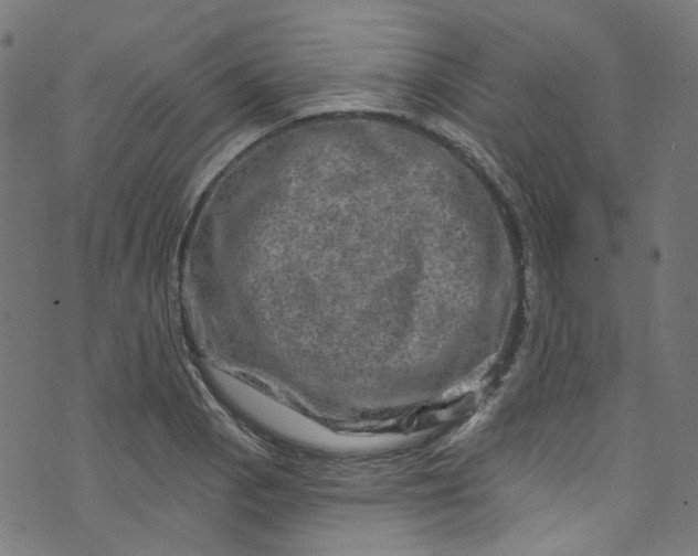 X0000073731129200608171222