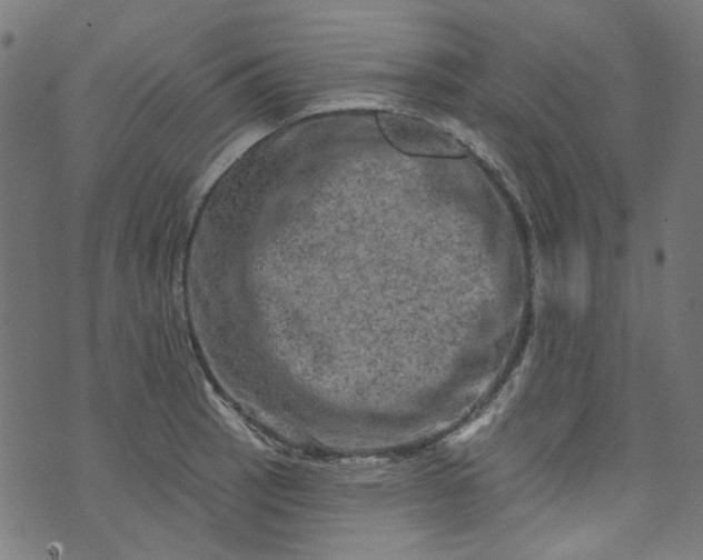 X0000073731137200608171222