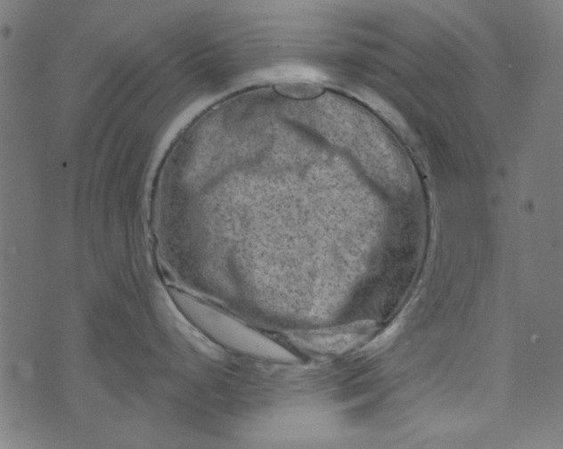 X0000073731248200608171221