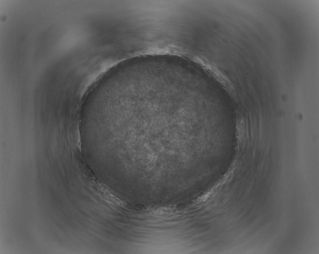 X0000073731262200608171220