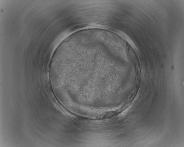 X0000073731292200608171219