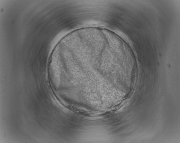 X0000073731296200608171219