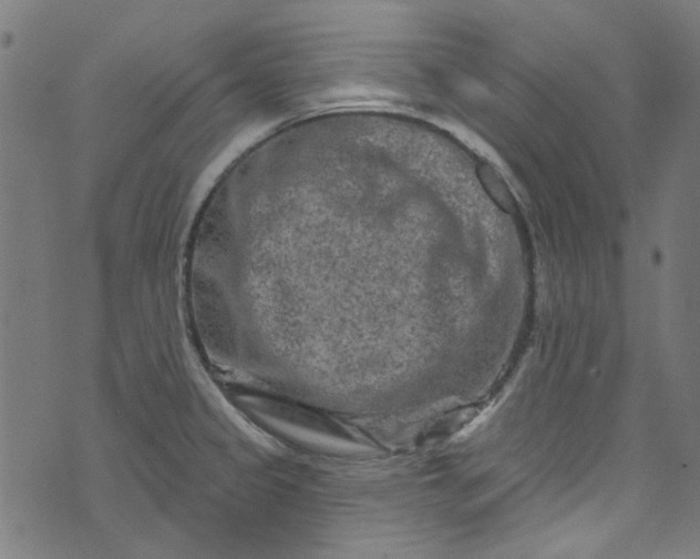 X0000073731333200608171219