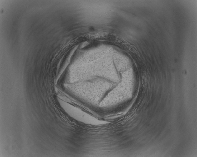 X0000073731393200608171217