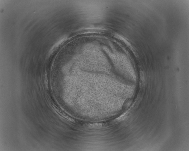 X0000073731403200608171217