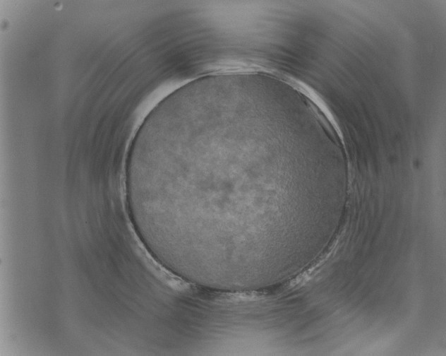 X0000073731195200608241249