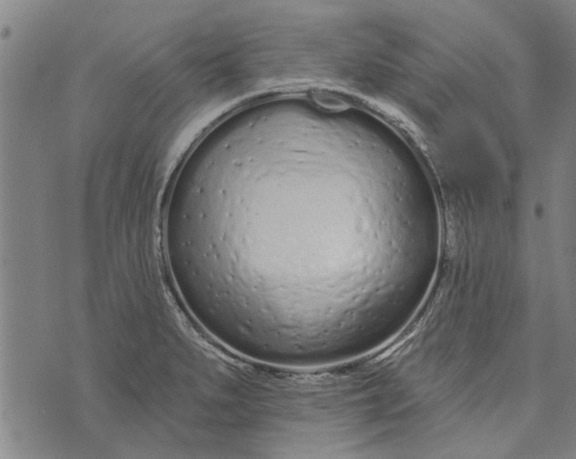 X0000073731279200608241248