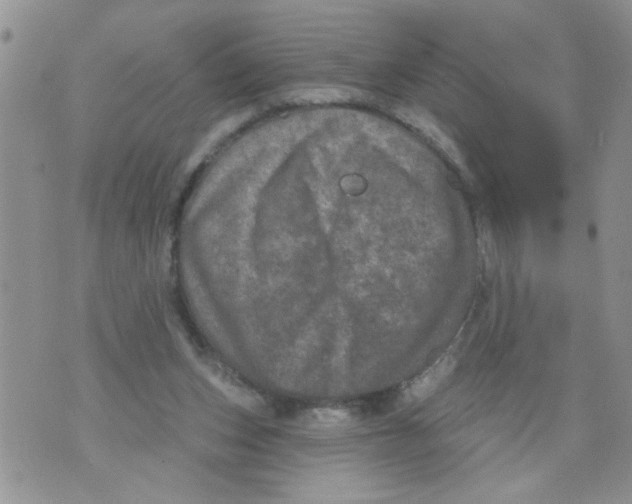 X0000073730159200608311854