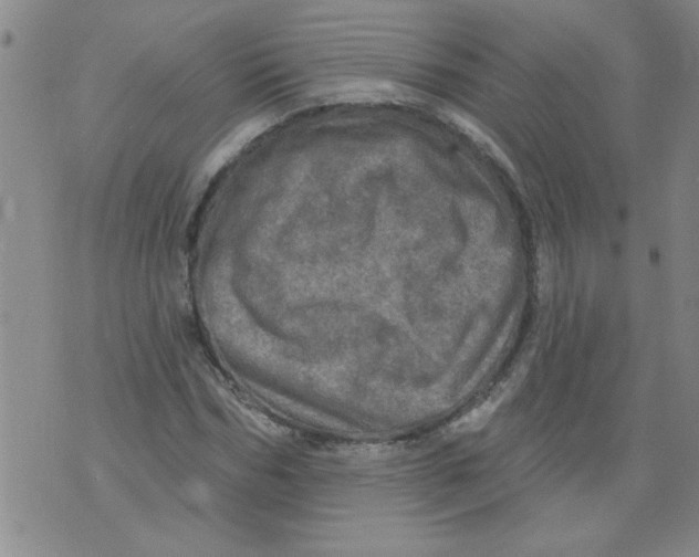 X0000073730970200608311841