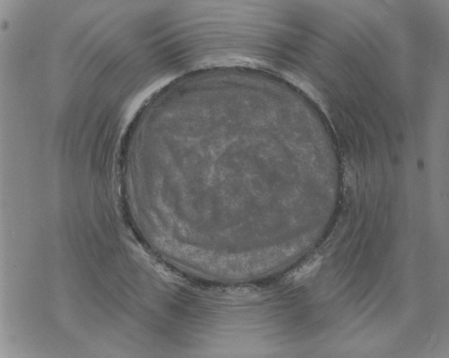 X0000073730979200608311841