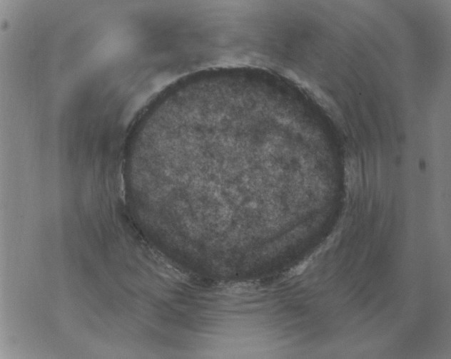 X0000073731262200608311836