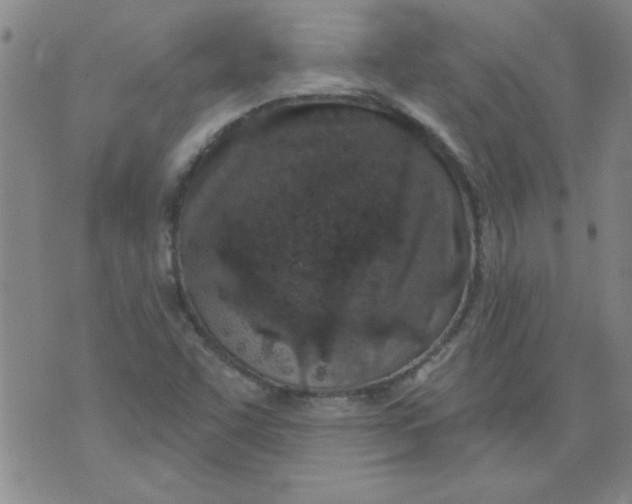 X0000073731455200608311833