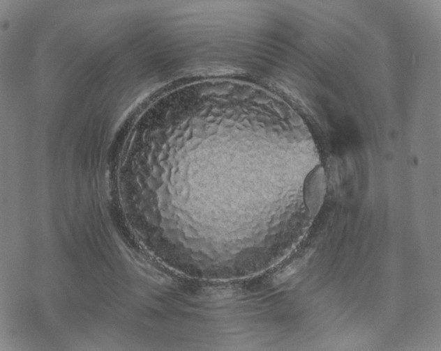 X0000073740351200608031410