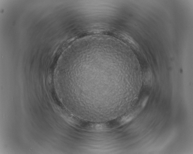 X0000073740365200608031410