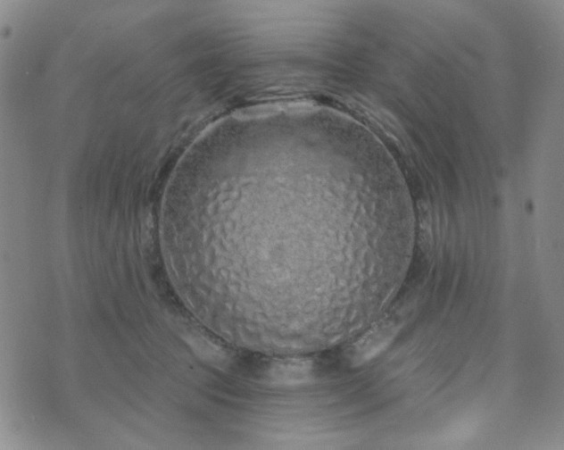 X0000073740369200608031410