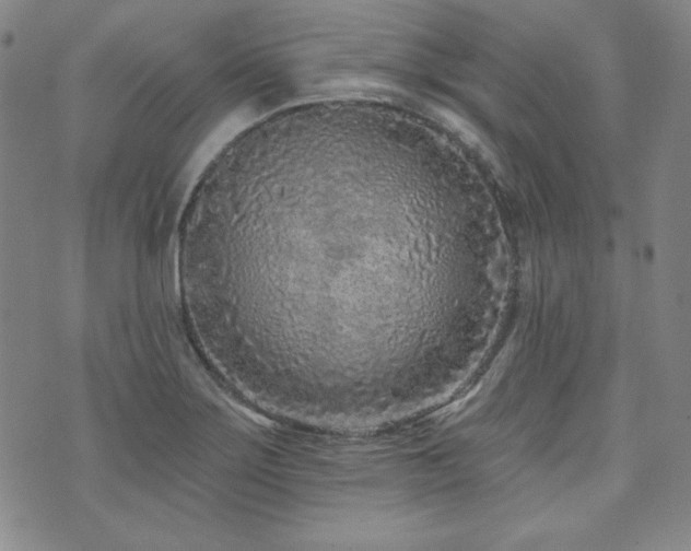 X0000073741275200608031355