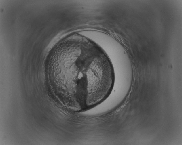 X0000073740295200608171313