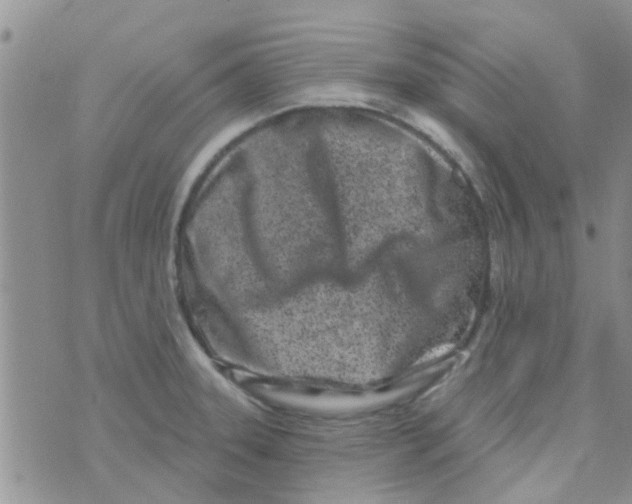 X0000073741331200608311900