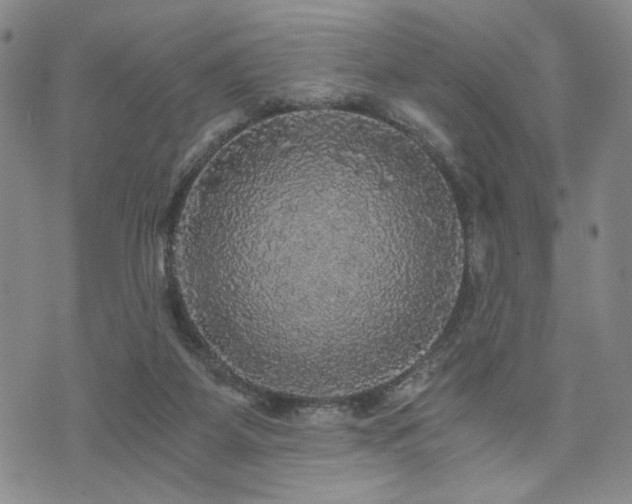 X0000073750115200608031439