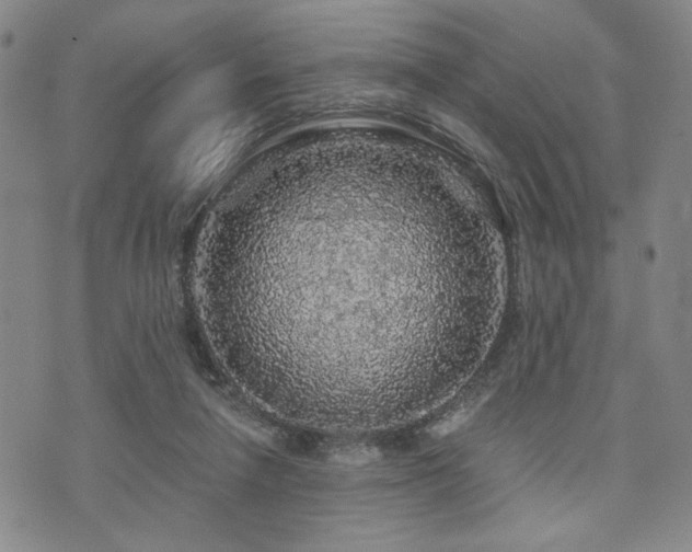 X0000073750258200608031436