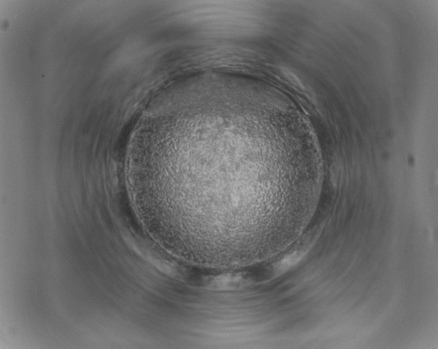 X0000073750366200608031435