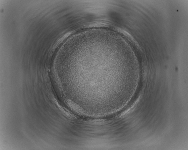 X0000073750833200608031427