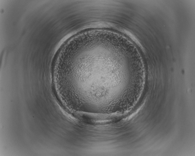 X0000073750837200608031427