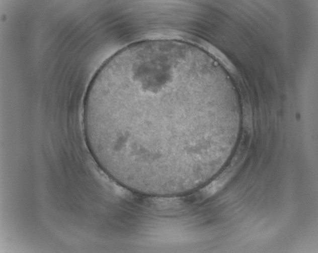 X0000073750856200608031427