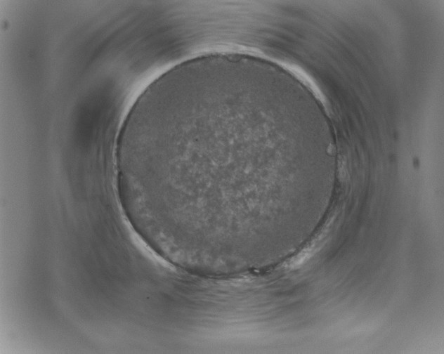 X0000073750903200608031426