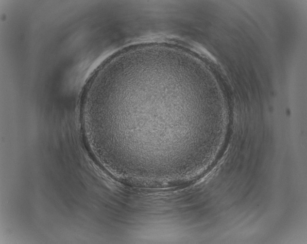 X0000073751216200608031421