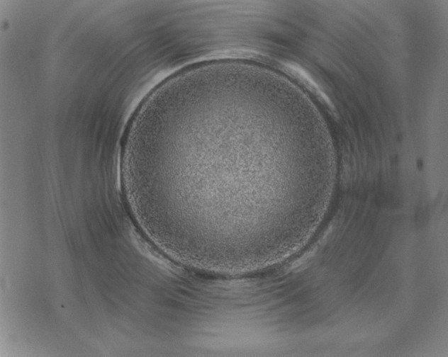 X0000073751276200608031420