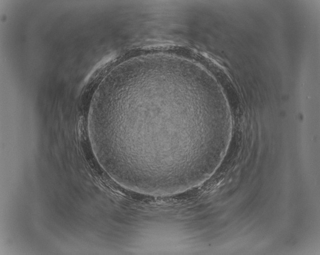 X0000073751351200608031419