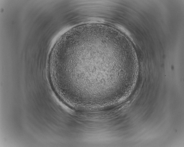 X0000073751379200608031418